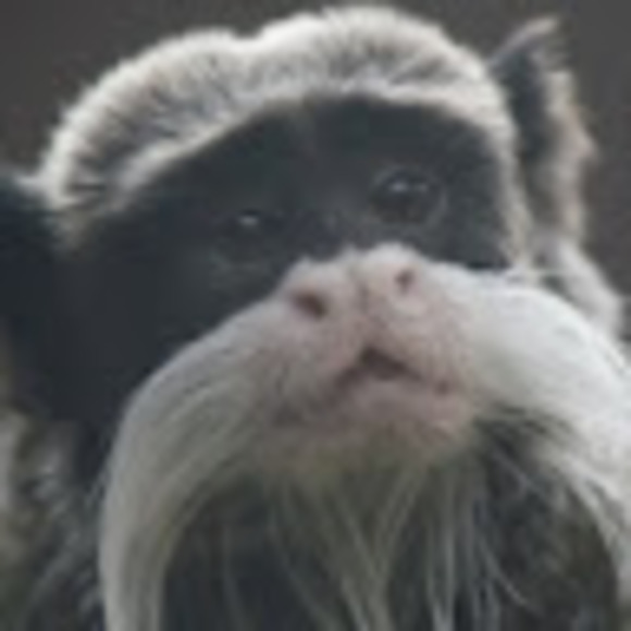 Meet your Posher, Kitchypitchy - Picture 1 of 1